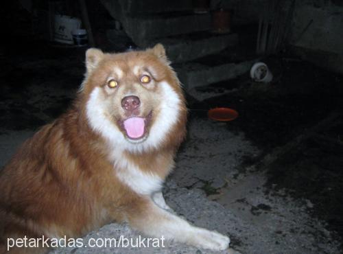 yaban Erkek Alaskan Malamute