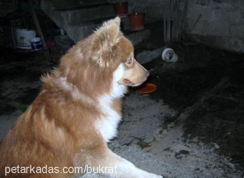 yaban Erkek Alaskan Malamute