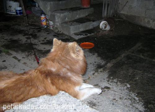 yaban Erkek Alaskan Malamute