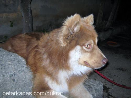 yaban Erkek Alaskan Malamute