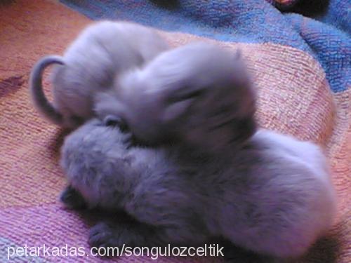 nazlı Dişi British Shorthair