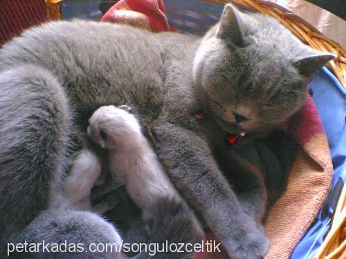 nazlı Dişi British Shorthair