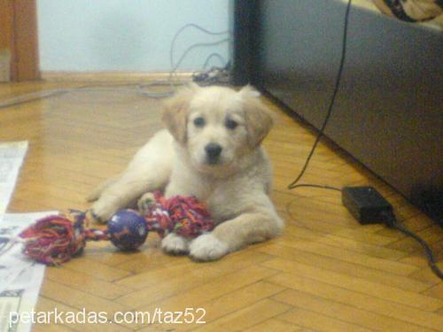 tazz Erkek Golden Retriever