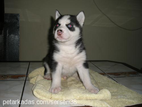 carlos Erkek Alaskan Malamute