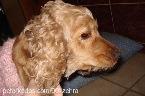 naz Dişi İngiliz Cocker Spaniel