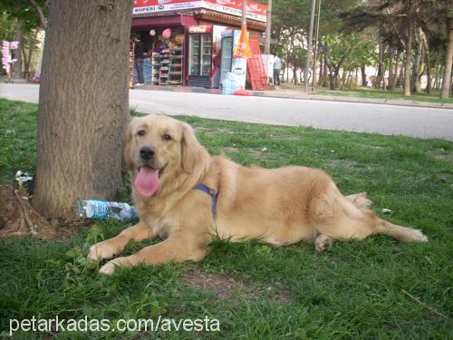 daisy Dişi Golden Retriever