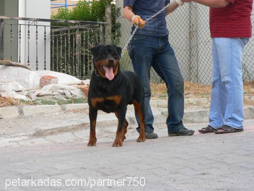 REİS Erkek Rottweiler