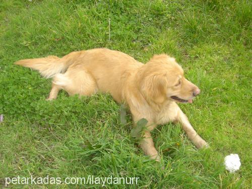 amorex Dişi Golden Retriever