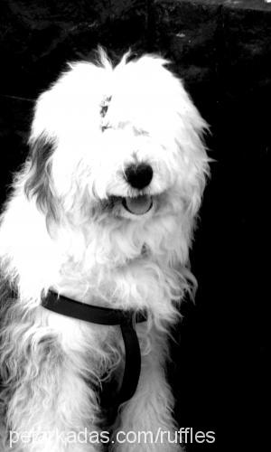 minnie Dişi Old English Sheepdog