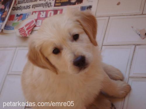 mir Erkek Golden Retriever