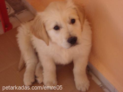 mir Erkek Golden Retriever