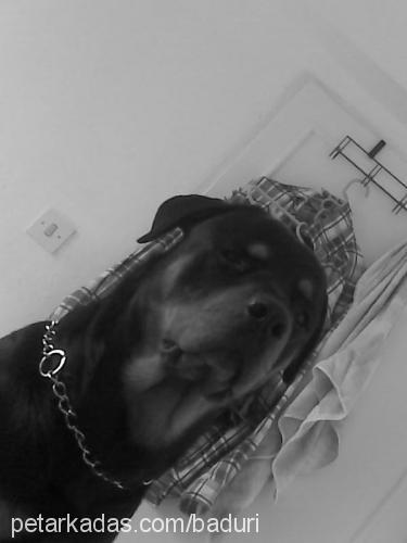 graf Erkek Rottweiler