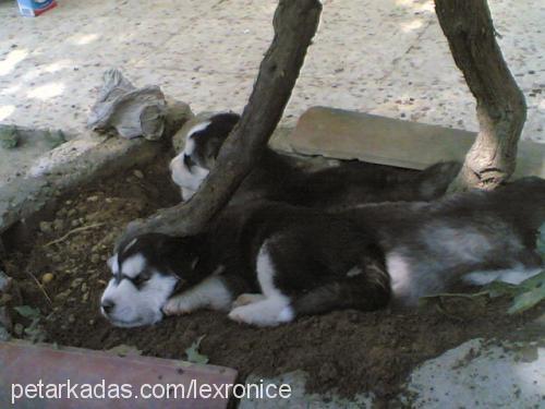 torunlar Dişi Sibirya Kurdu (Husky)