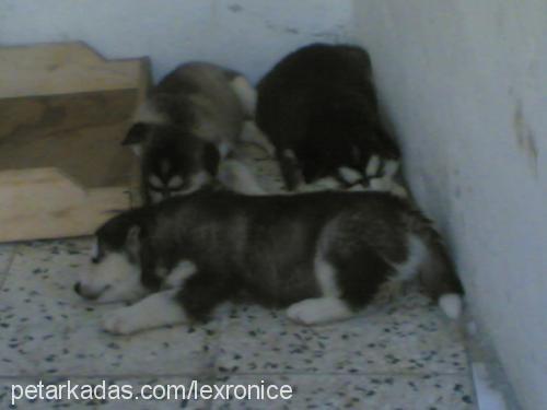 torunlar Dişi Sibirya Kurdu (Husky)