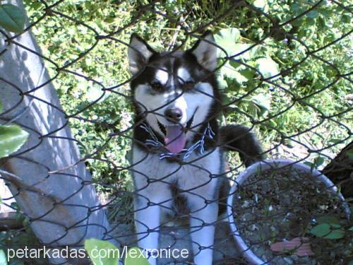 buffy Dişi Sibirya Kurdu (Husky)