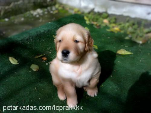 toprak Erkek Golden Retriever