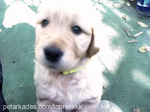 toprak Erkek Golden Retriever