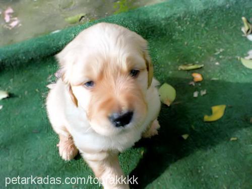 toprak Erkek Golden Retriever