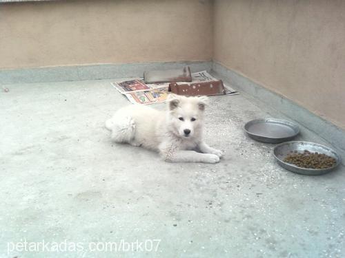 köpük Dişi Samoyed