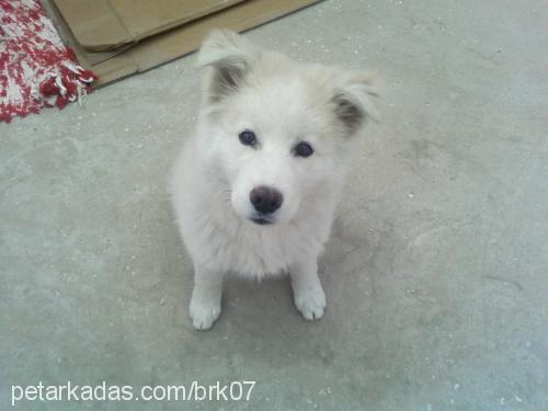 köpük Dişi Samoyed