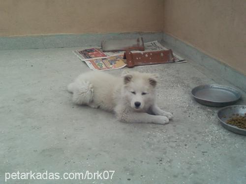 köpük Dişi Samoyed