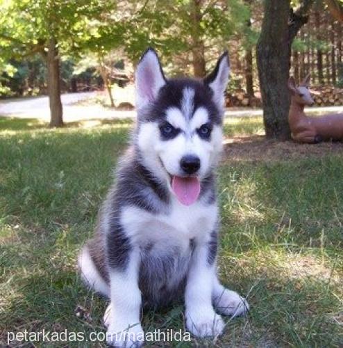 legolas Erkek Sibirya Kurdu (Husky)