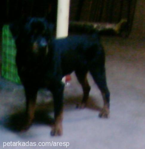 ares Erkek Rottweiler