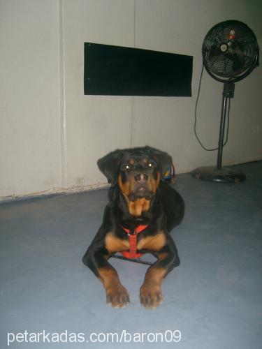 baron Erkek Rottweiler