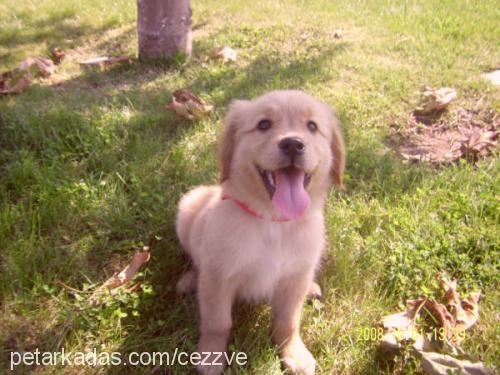 shila Dişi Golden Retriever