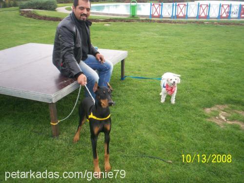 çakmak Dişi Doberman Pinscher