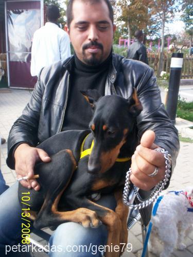 çakmak Dişi Doberman Pinscher