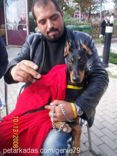 çakmak Dişi Doberman Pinscher