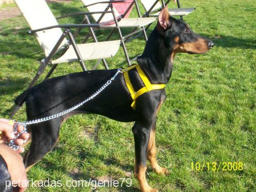 çakmak Dişi Doberman Pinscher