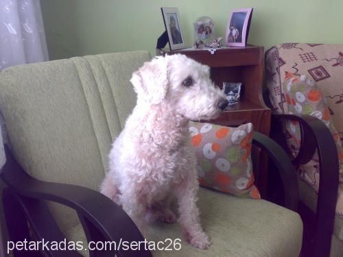 pamuk Erkek West Highland White Terrier