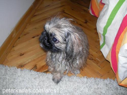 whisky Erkek Pekingese