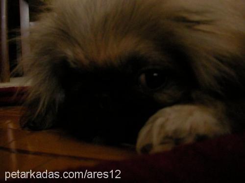 whisky Erkek Pekingese