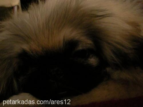 whisky Erkek Pekingese