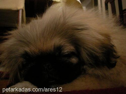 whisky Erkek Pekingese