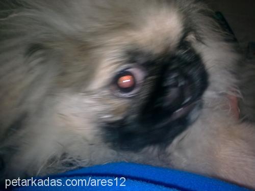 whisky Erkek Pekingese