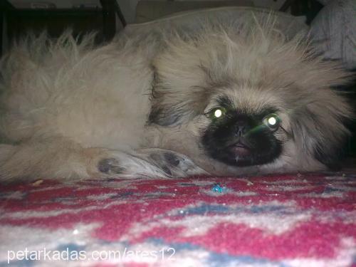 whisky Erkek Pekingese