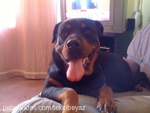 shela Dişi Rottweiler