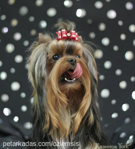 octavia Dişi Yorkshire Terrier