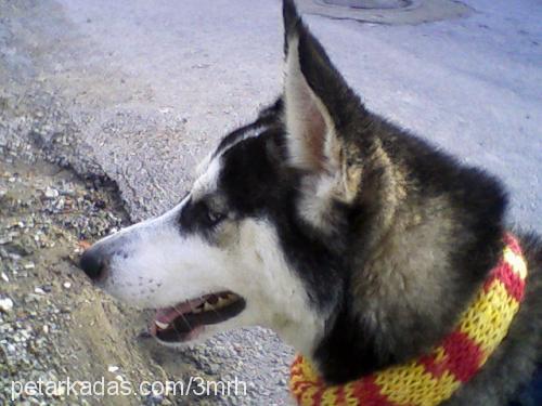 asil Dişi Sibirya Kurdu (Husky)