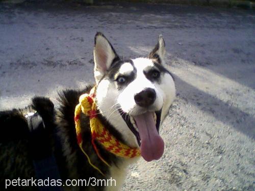 asil Dişi Sibirya Kurdu (Husky)