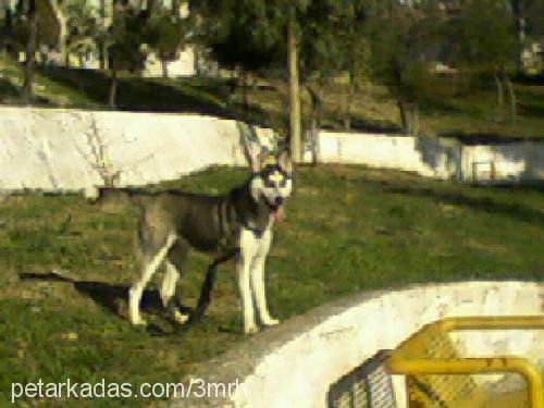 asil Dişi Sibirya Kurdu (Husky)