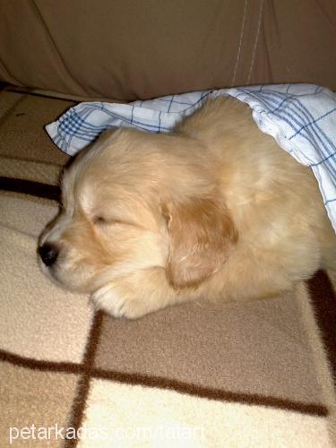 Şeker Dişi Golden Retriever