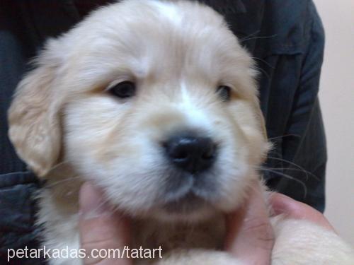 Şeker Dişi Golden Retriever