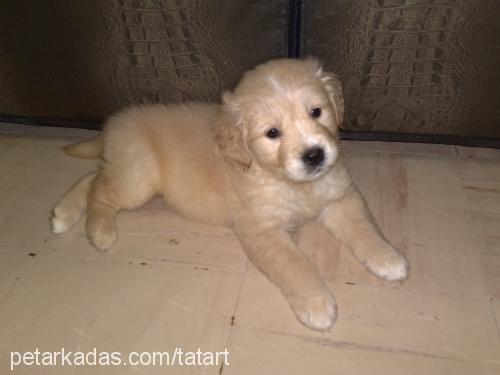 Şeker Dişi Golden Retriever