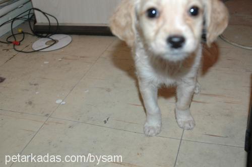 helen Dişi Golden Retriever