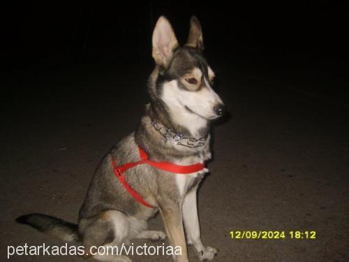 victoria Dişi Sibirya Kurdu (Husky)